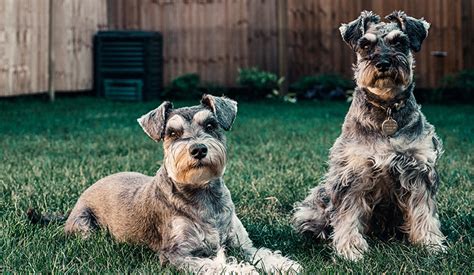 Before sharing sensitive information, make sure you're on a federal government site. Standard Schnauzer | Puppy Area