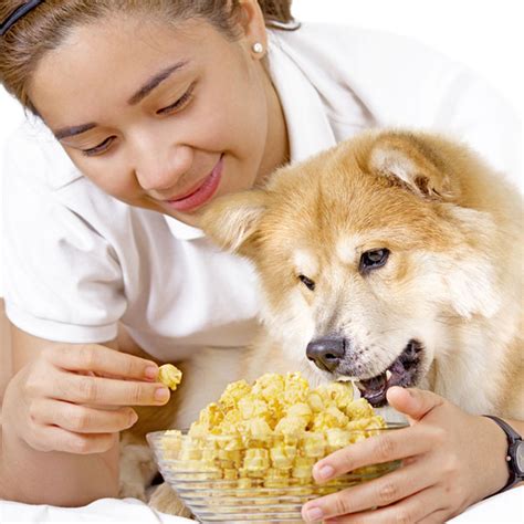 Undoubtedly, one of the best things we have learned to make out of corn is popcorn. Can Dogs Eat Popcorn?
