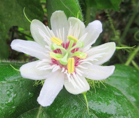 Passion Vine Passiflora Foetida