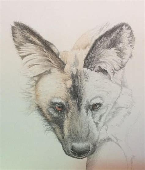 Fade To Grey African Painted Dog Polychromos Colour Pencils On A3