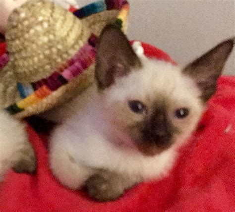 Get a ragdoll, bengal, siamese and more on kijiji, canada's #1 local classifieds. Siamese Cats For Sale | Reading, PA #274399 | Petzlover