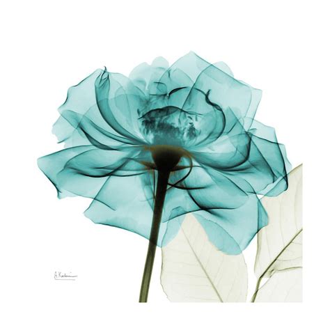 Teal Rose Blue Flower X Ray Photography Print Wall Art By Albert