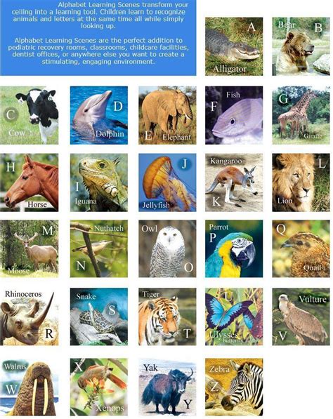 Lions, giraffe, african elephants, zebra, gazelle, nile. African Animals List A-Z - List of African Animals ...
