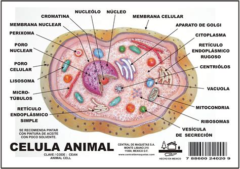 Celula Animal