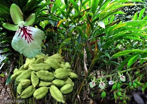 Cardamom Plant इलायची का पौधा घर पर कैसे लगा सकते हैं Tv Sandesh Bharat
