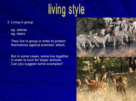 Zebras live in eastern and southern africa. Animals And Environment