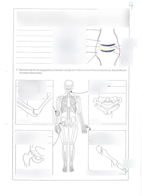 Biologie I Anatomie I Gelenke Machen Das Skelett Beweglich Diagram