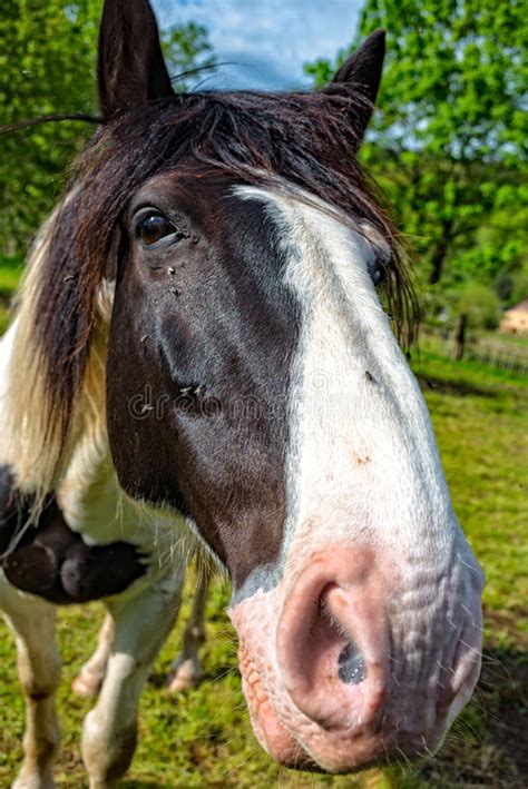 Cara De Un Caballo En La Secuencia Del Caballo Foto De Archivo Imagen