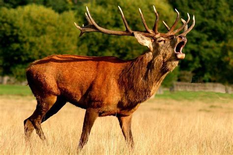 Partez à l'écoute du brame du cerf en Maine Saosnois  Le Perche