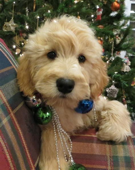 See more ideas about goldendoodle, puppies, cute animals. probably one of the cutest puppies ever! We got our ...