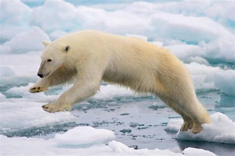 Record Sea Ice Retreat In The Arctic And Antarctica Polar Bear