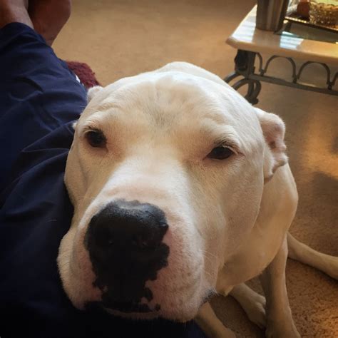 Dogo argentino steven crowder dog breed. Hopper Crowder on Twitter: "Can your dog land Superman as ...