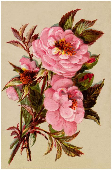 43 Pink Rose Images Victorian Illustration Rose Illustration