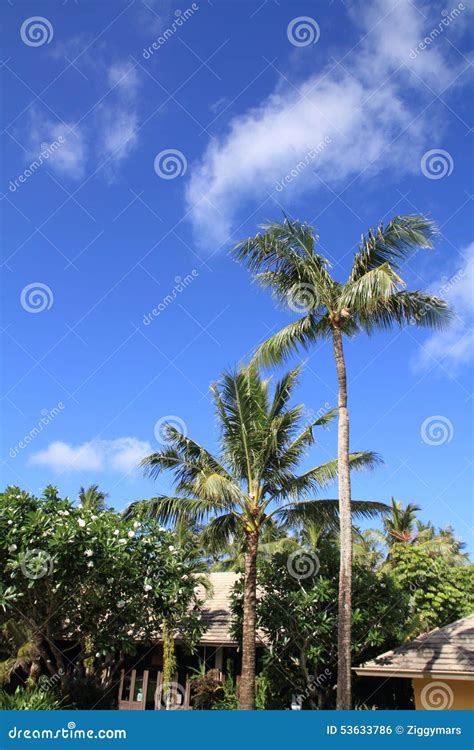 Palm Trees In Guam Stock Photo Image Of Green Tree 53633786