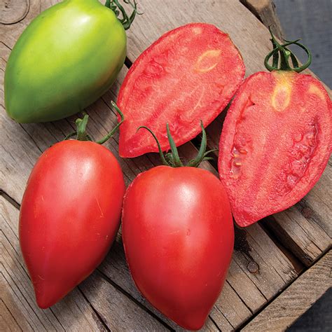 Rugby Hybrid Tomato Paste Tomato Seeds Totally Tomatoes