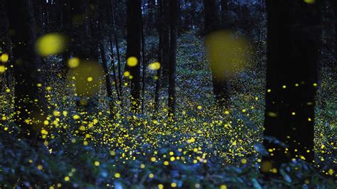 Fireflies At Forest Hd Wallpaper Wallpaper Flare