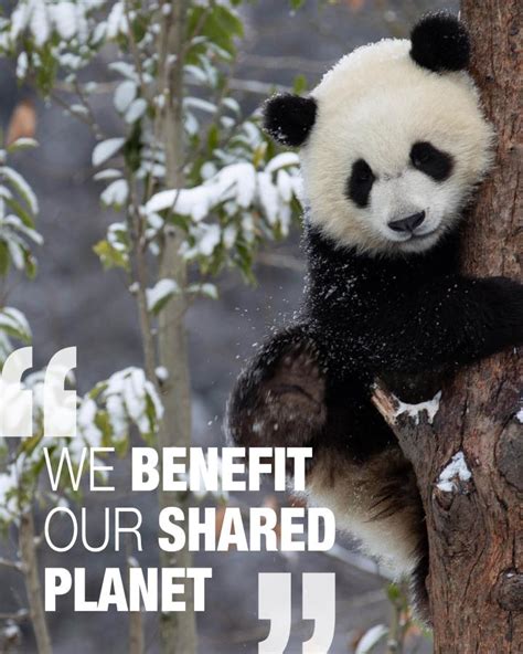 Posters Chinas Efforts On Boosting Biodiversity Giant Pandas Have