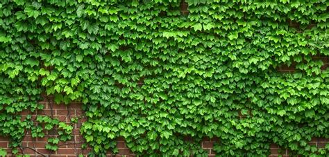 Hd Wallpaper Green Leaf Plant On Wall Ivy Vine The Leaves Plants