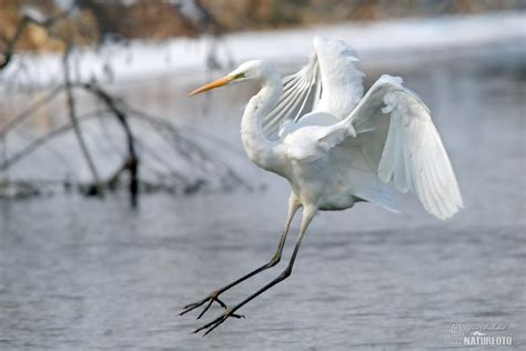 Great Egret Photos Great Egret Images Nature Wildlife Pictures