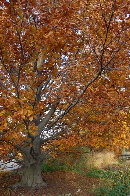 Our Favorite Tree At The Morton Arboretum Fagus Sylvatica Atropunicea