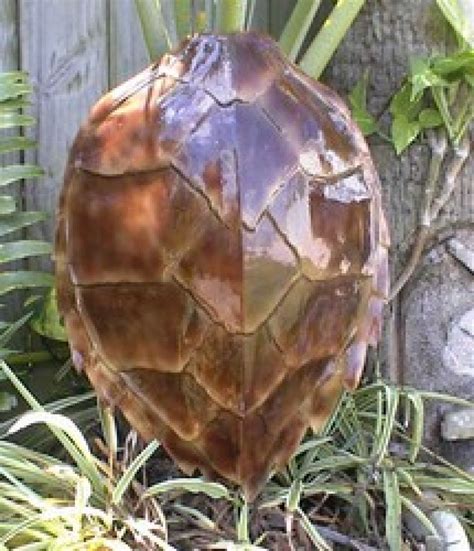 At infancy, their upper shell or. Buy Hawksbill Turtle Shell Replica 16 Inch - Sea Life Decor - Seashell Home