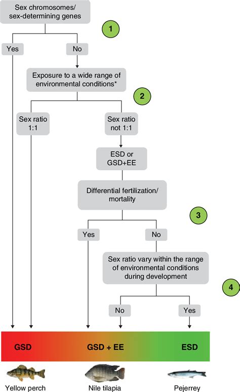 1 Criteria For Distinguishing Temperature Dependent Sex Determination Download Scientific