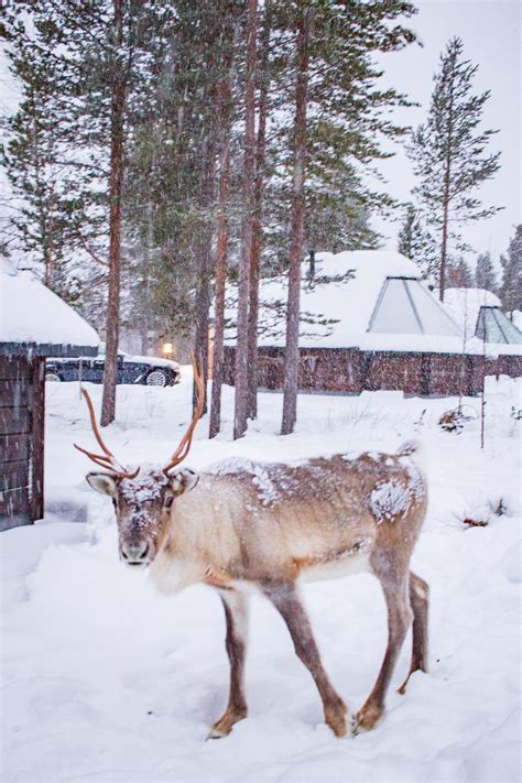 Why You Should Visit Lapland In Winter Thekittchen