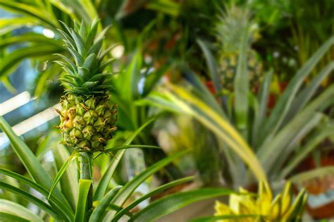What You Need To Know To Grow A Pineapple In Your Own Home