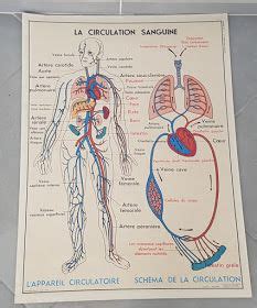 Ecole Fmr Affiches Scolaires La Circulation Sanguine Affiche Scolaire Mdi Anatomie Corps