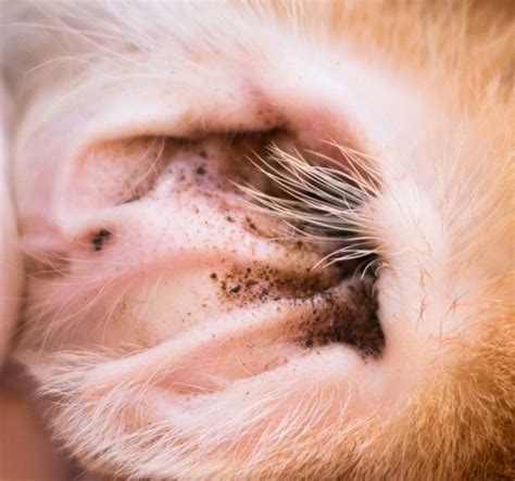3 Effective Home Remedies For Ear Mites In Dogs Dog Ear Mites Dog