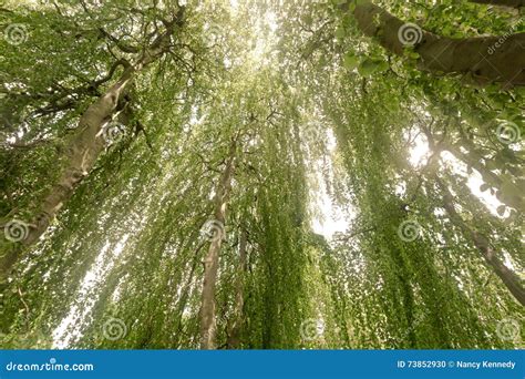 Weeping European Beech Stock Photo Image Of Limbs Mature 73852930