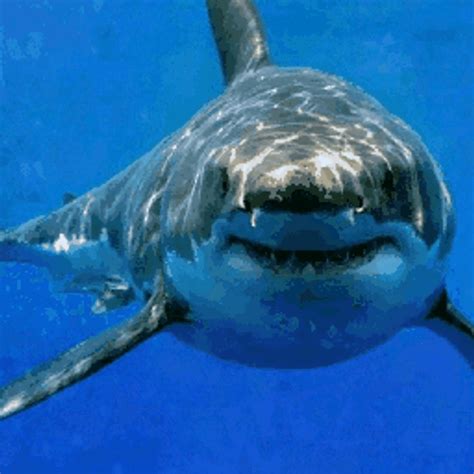 Shark Rawr Thunder Underwater Gif Gifdb Com