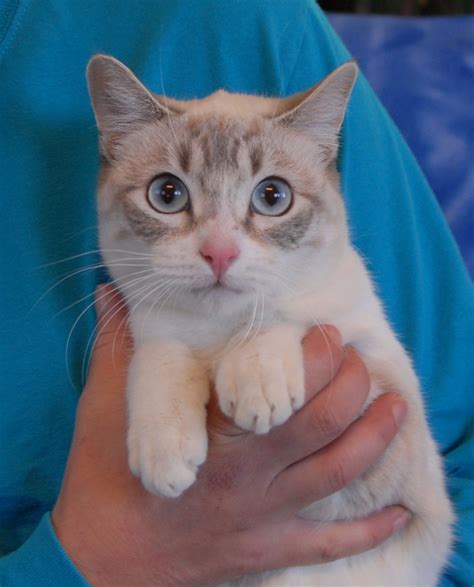 Mystery An Enchanting Young Lynx Point Siamese Mix Debuting For Adoption