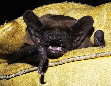 Bats Of Essex Essex Bat Group