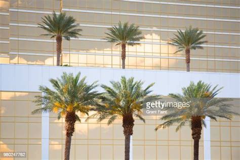 Palm Trees Las Vegas Photos And Premium High Res Pictures Getty Images