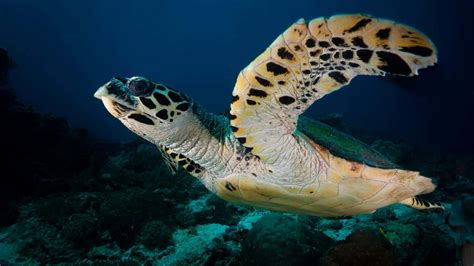 Rare Hawksbill Sea Turtle Lays Eggs On Tourist Free Beach In Thailand