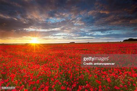 Flower Field Sunset Photos And Premium High Res Pictures Getty Images