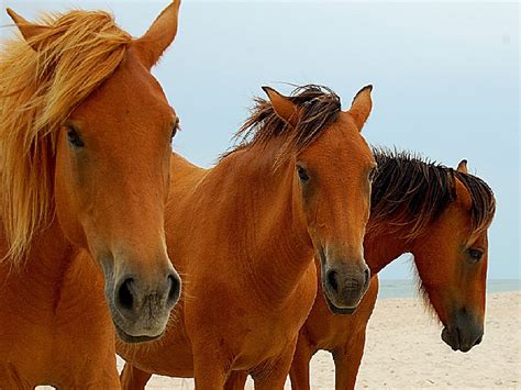 Maybe you would like to learn more about one of these? Assateague State Park, a Maryland State Park located near ...