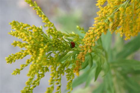 Ladybug Oregonia Welcome Center 71 N Overlook Angelskiss31 Flickr