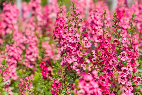 Angelonia How To Grow And Care For Angelonia Plants Garden Design
