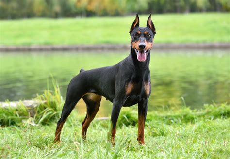 Doberman Pinscher Breed Guide And Insurance Plan My Pets Routine
