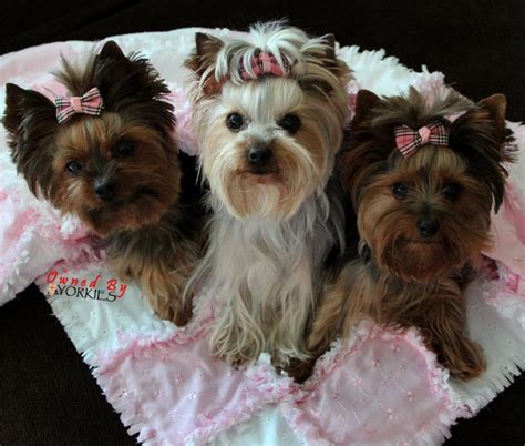 Scrappy Woof Quilt In Delicate Pink Yorkie Dogs Yorkie Lovers
