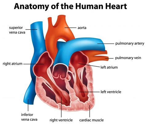 What Is The Difference Between The Atrium And Ventricles