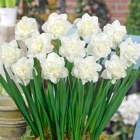 Easter Born Daffodil Brecks Premium Bulbs