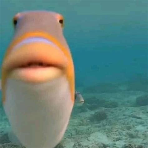 Create Meme Fish Meme Staring Fish Fish Pictures Meme