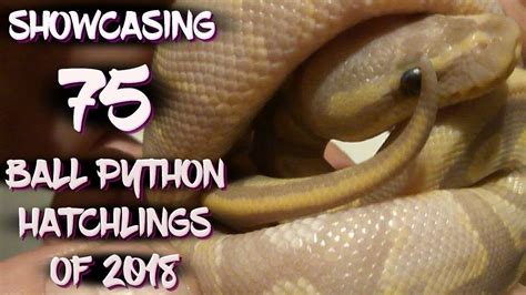 Showcasing 75 Ball Python Hatchlings Of 2018 Youtube