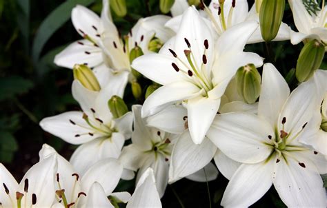 Facts You Didnt Know About Lilies