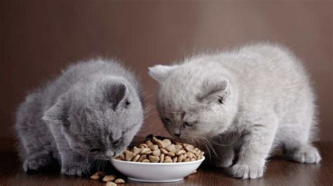 Looking for wet or dry cat food? Dry Cat Food vs. Wet Cat Food - Howcast