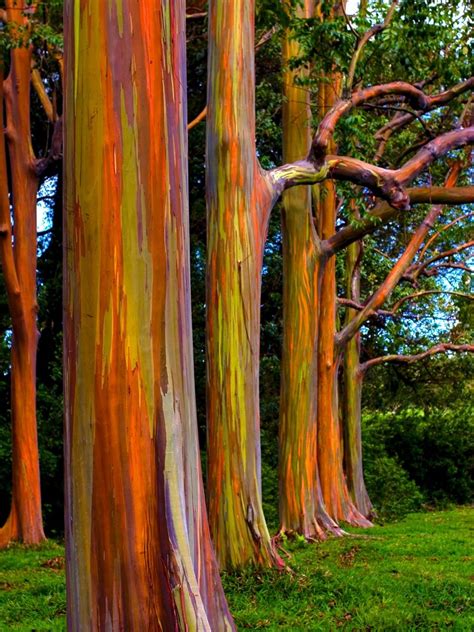 Rainbow Eucalyptus On The Road To Hana Rainbow Eucalyptus Tree