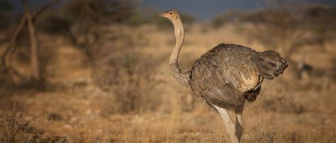 Ostrich African Wildlife Foundation